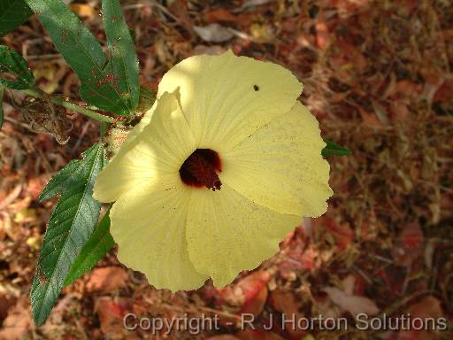 Hibiscus Native heterophyllus 